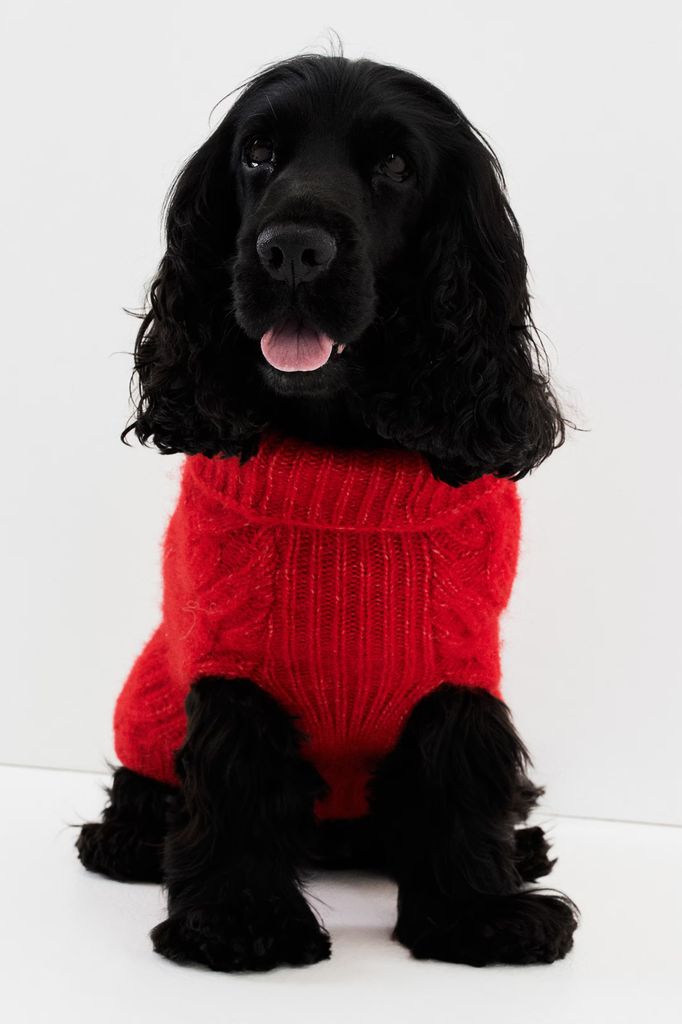 H&M Cable Knit Dog Jumper