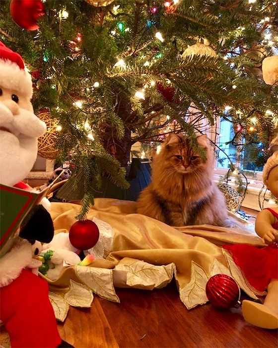 Nicole Kidman cat Christmas tree