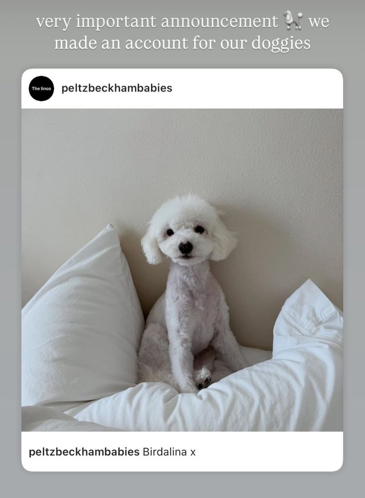 Nicola announced the couple's new Instagram venture on her stories