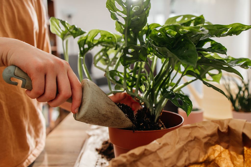 Close-up of hands with a shovel pouring plant soil into a pot with a monstera flower. Transplanting flowers