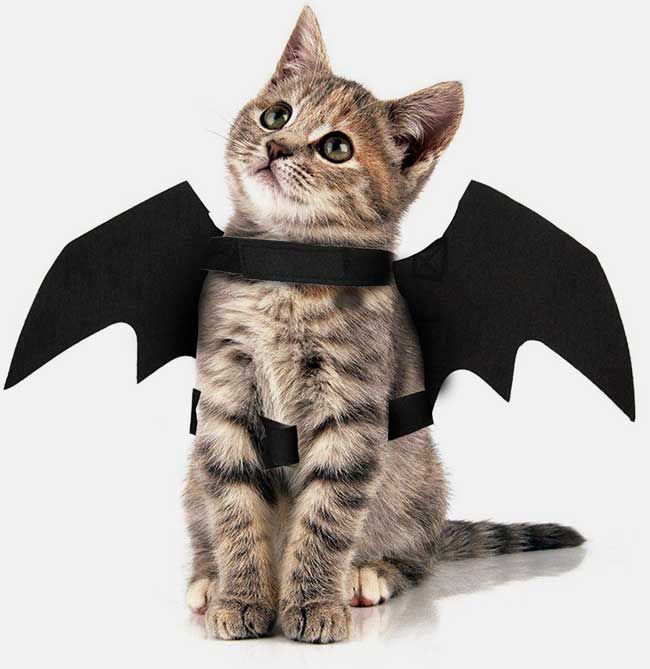 cat bat wings