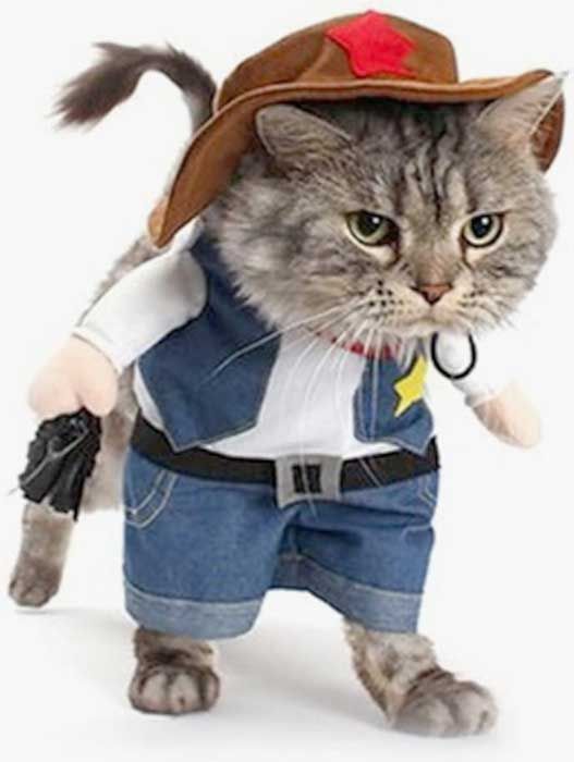 cowboy cat