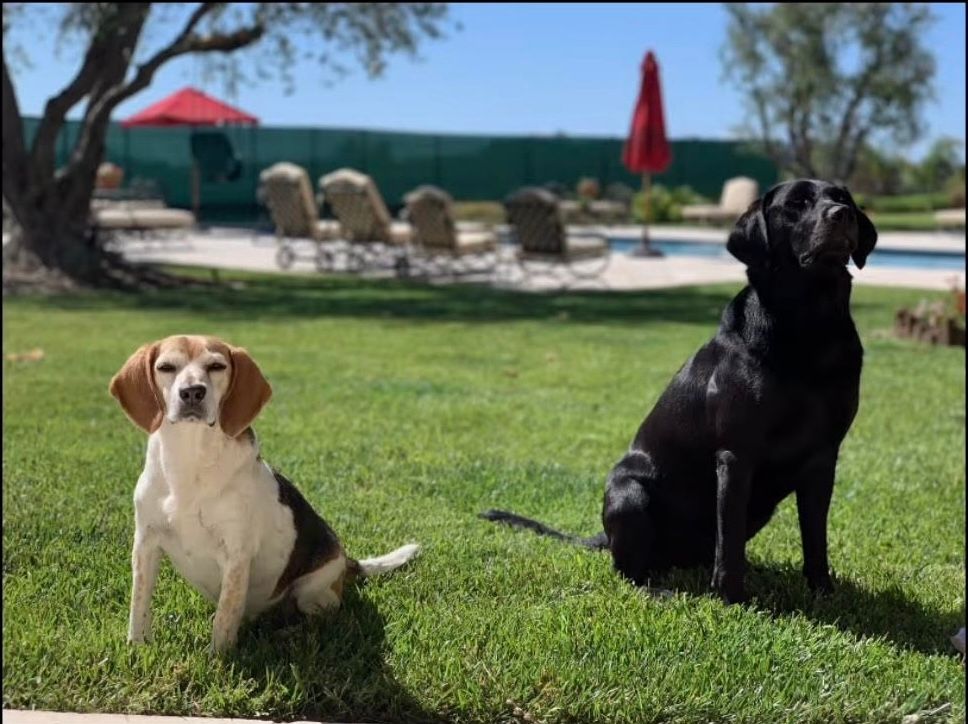 two dogs in front of a pool