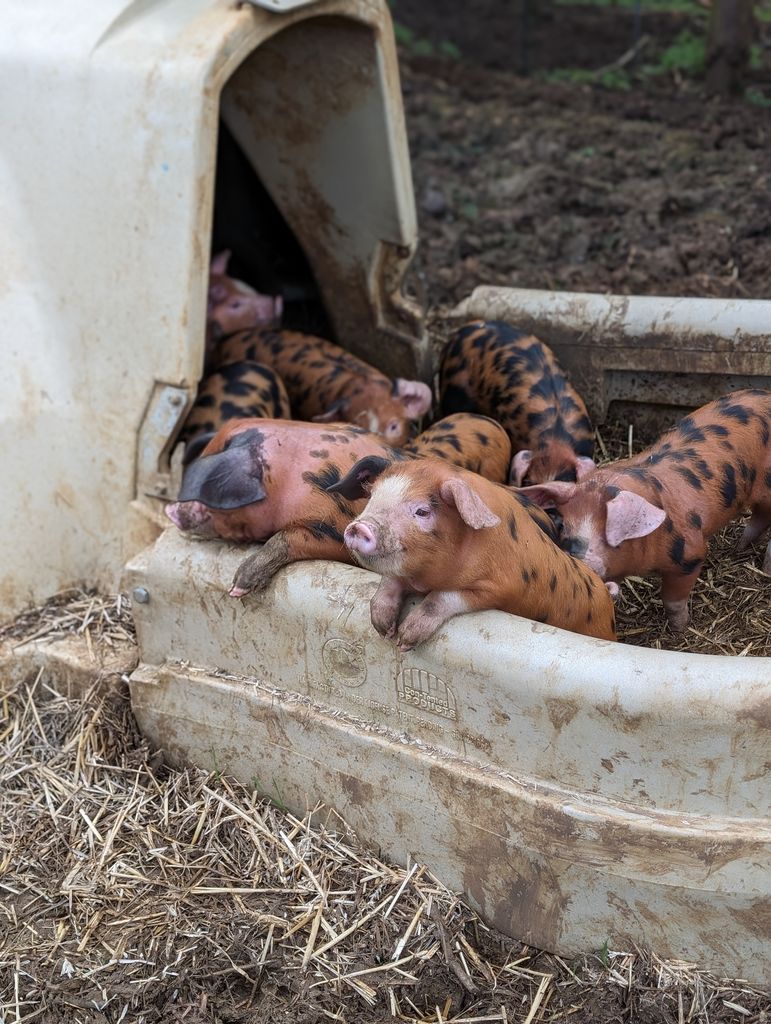 Les porcelets de Diddly Squat Farm