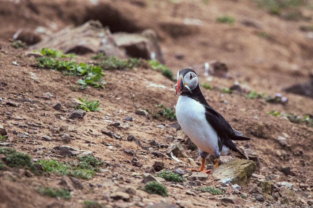 Puffins meal of choice is sand eels