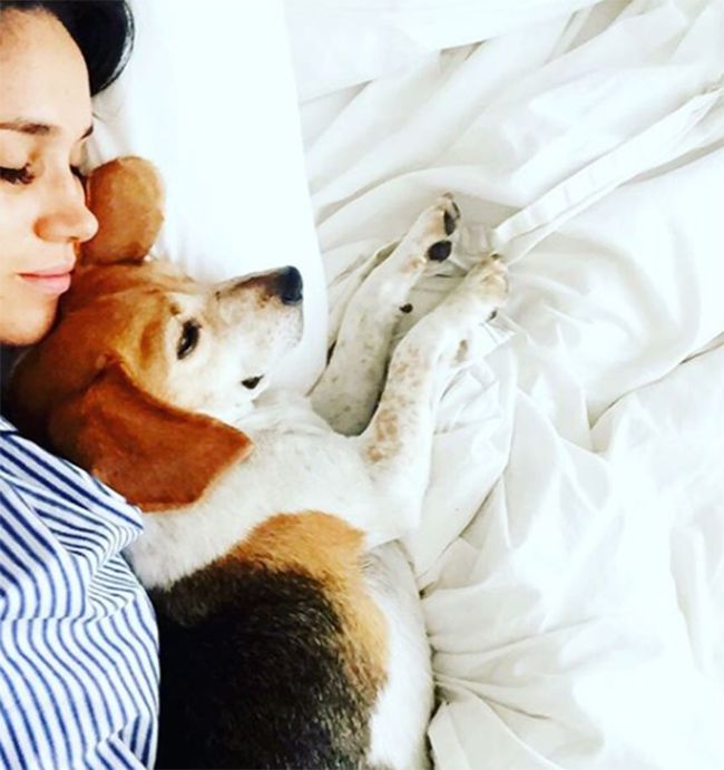 meghan markle and her dog on instagram