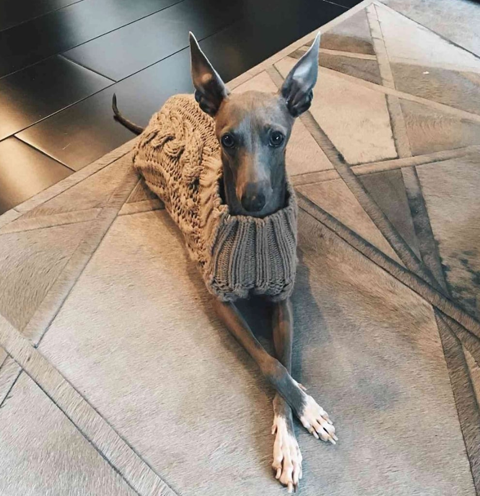 Photo shared by Kylie Jenner of her dog Norman, announcing his passing