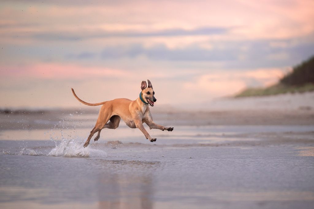 Un chien de lévriers longe joyeusement le sable humide le long du rivage de la mer. Photo en plein air