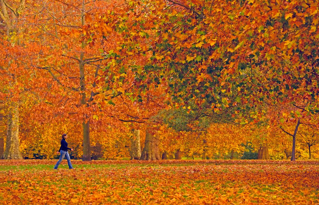 Woman walking through Hyde Park during Autumn.