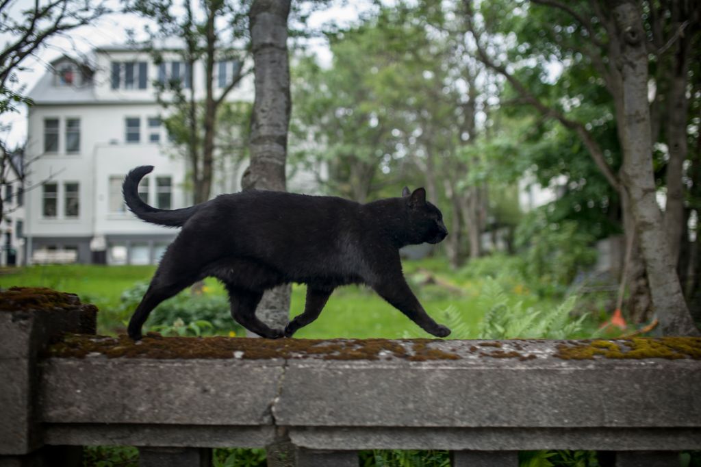 Black cat walking along wall