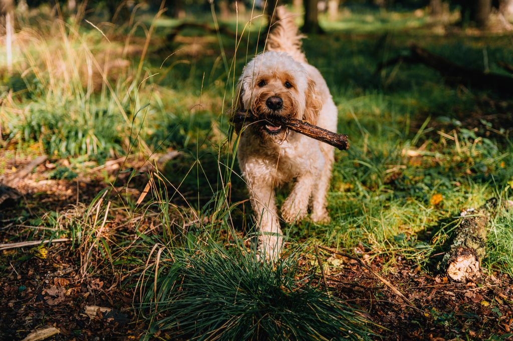 Dog owners are urged to be aware after walks at Sandringham
