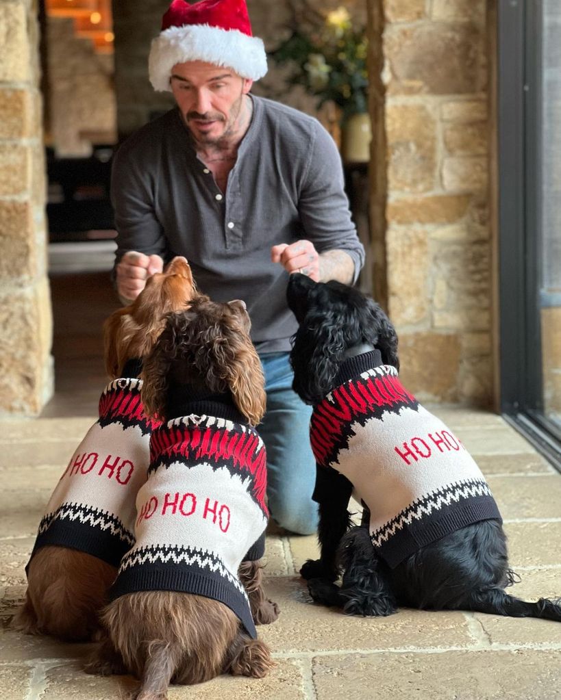 David Beckham with his dogs at their Cotswolds home