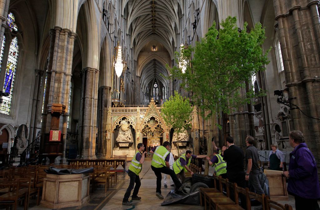 The English field maple trees inside Westminster Abbey 