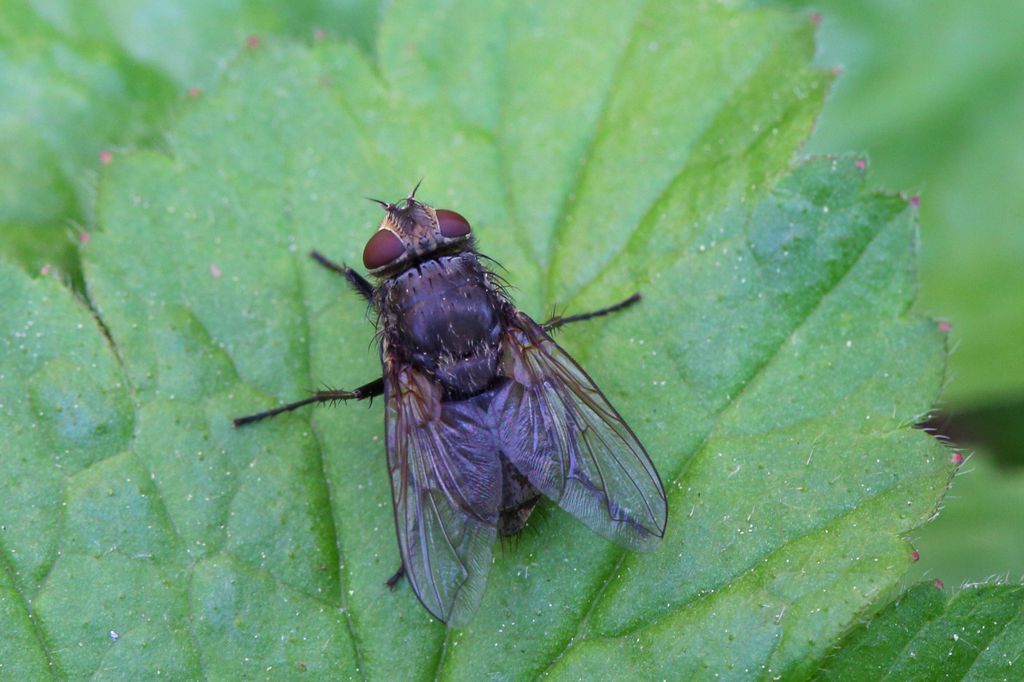 A cluster fly rests on a leaf in Toronto, Ontario, Canada, on June 11, 2025. (Photo by Creative Touch Imaging Ltd./NurPhoto via Getty Images)