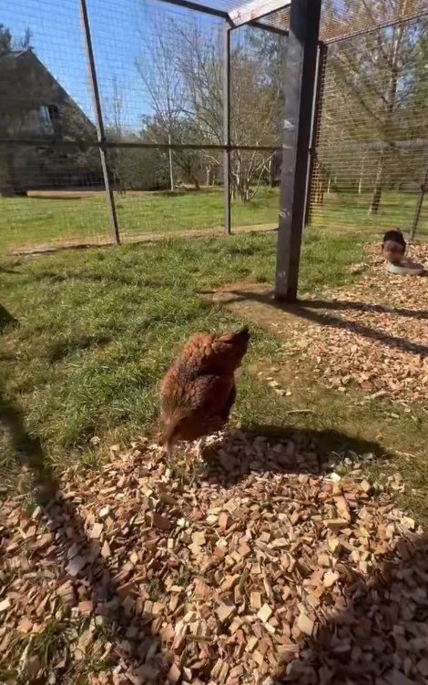 screenshot of chickens in coop in Ellen DeGeneres' UK garden