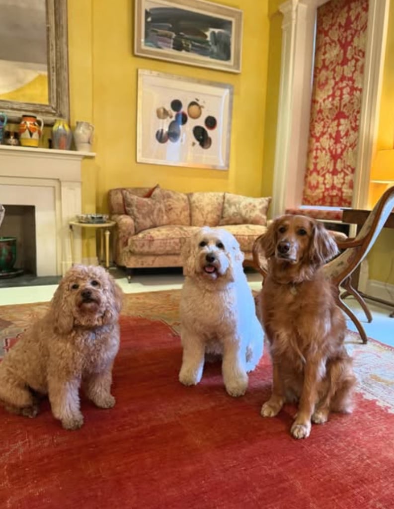 three dogs in living room