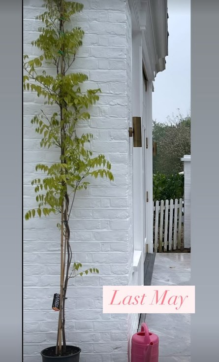 Shirlie Kemp's wisteria plant before it bloomed, standing in a pot in front of a white wall outside