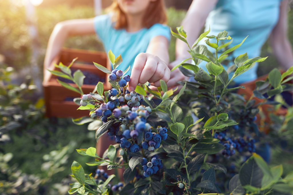 Young girl picking blueberries with her mum