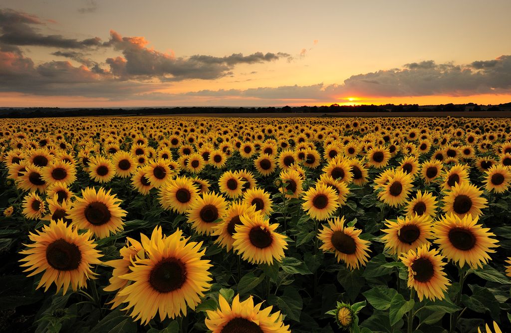 A sunflower field is a perfect late summer outing