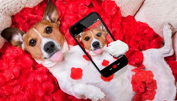 good news dog dating app
