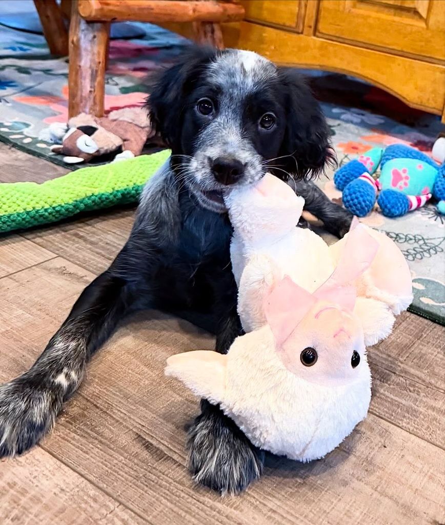 Andre Agassi Steffi Graf dog Cooper