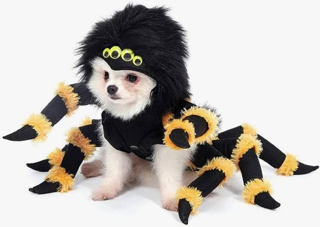 dog spider costumes