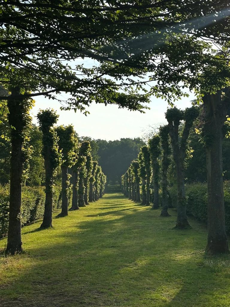 Charles Spencer's trees in the garden of Althorp