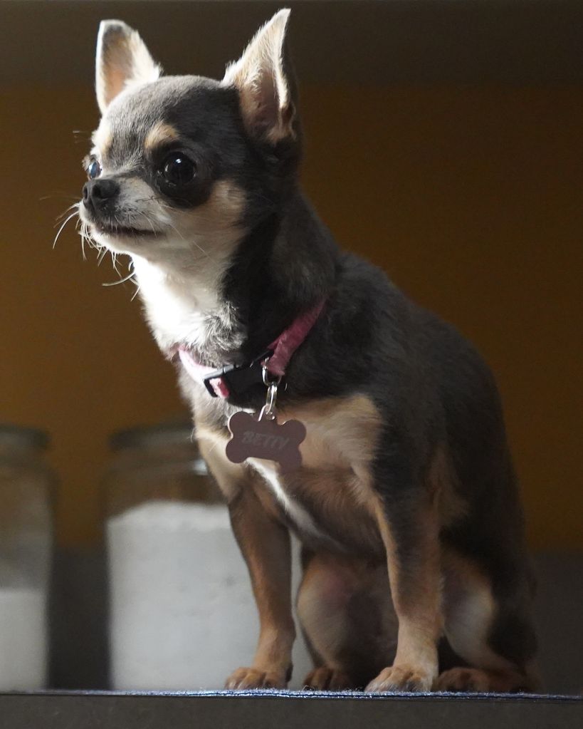 Belle the Chihuahua as Betty, Will Trent's dog