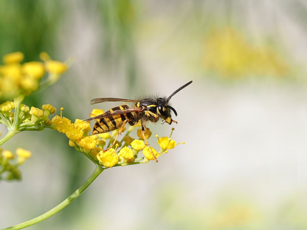 Macro image of an English wasp [Vespula vulgaris] â the most commonly found wasp in the UK â perched on bright yellow Fennel flowers with a defocused background.