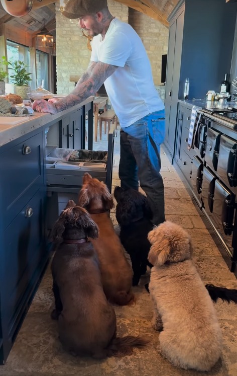 Photo of David Beckham and three of his dogs in their kitchen