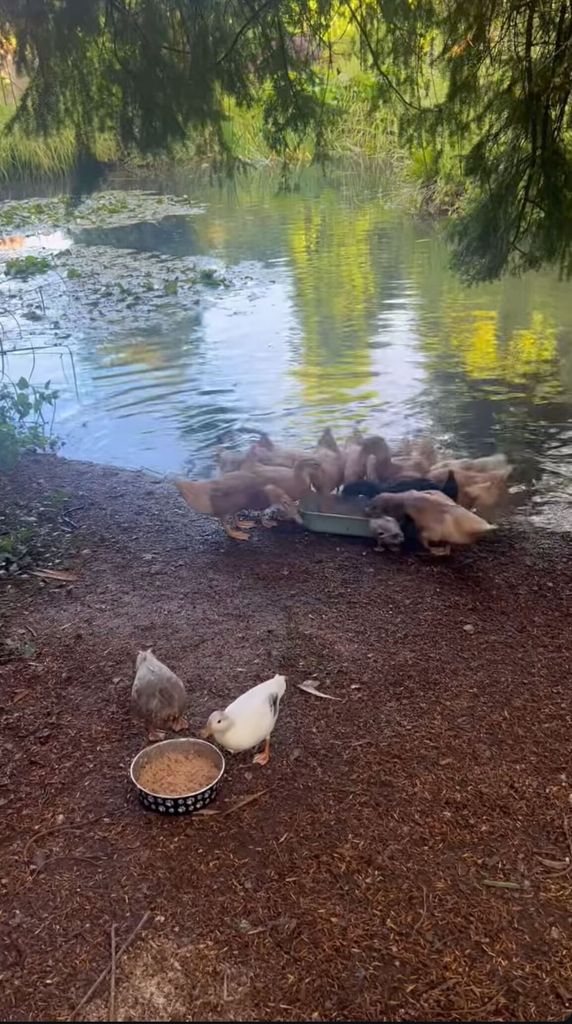 A photo of ducks eating their food 