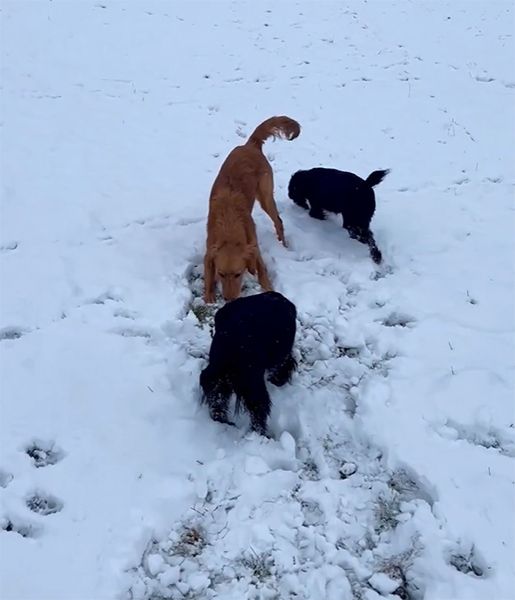 Three dogs playing in the snow