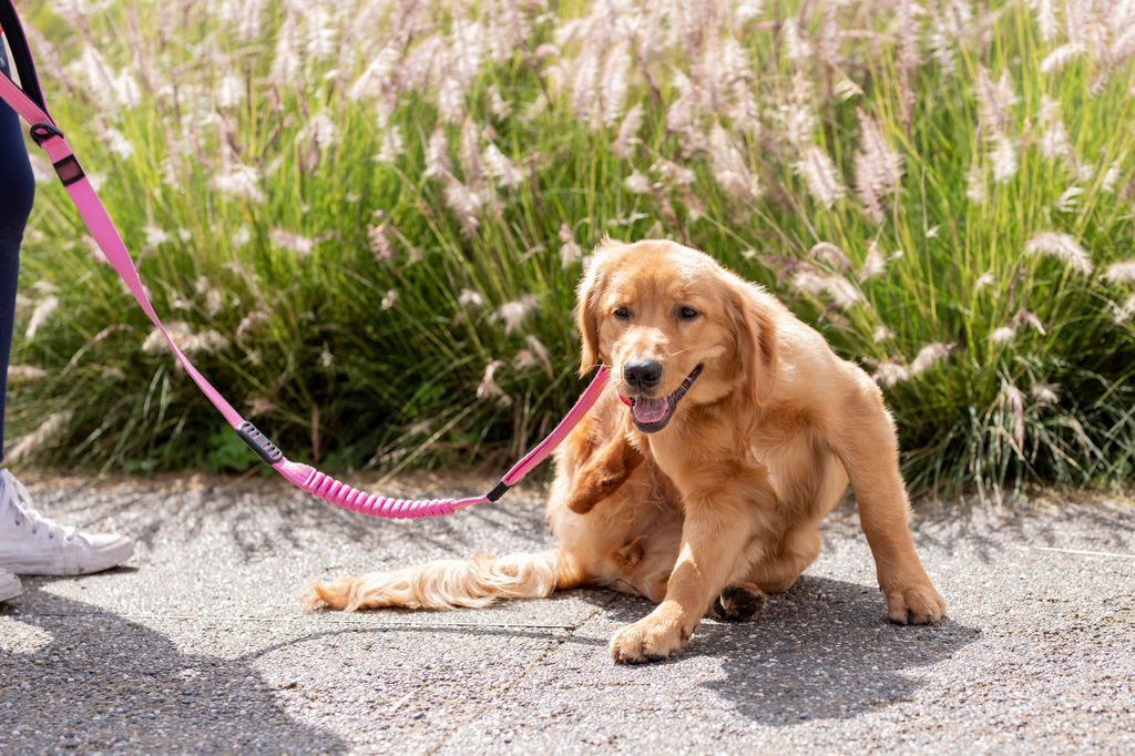 Golden Retriever dog scratching himself for fleas while being walked in the park