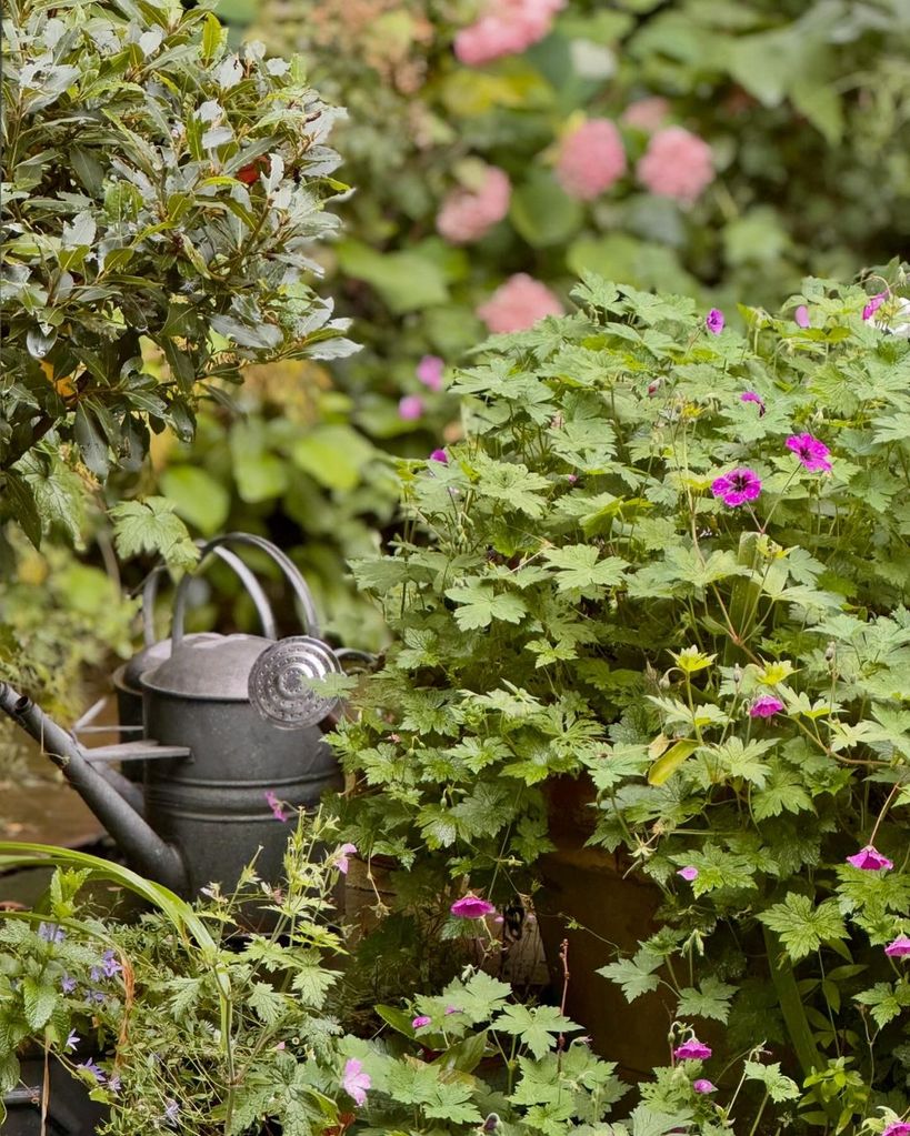 Nigella's garden at home is gorgeous