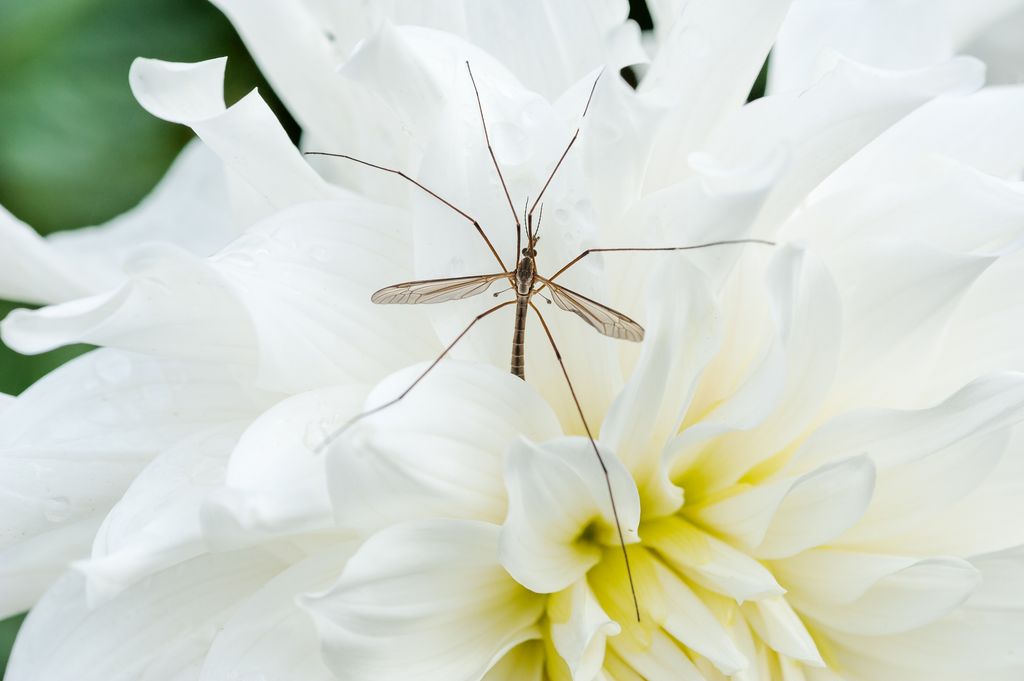 Crane fly close-up on a white flower