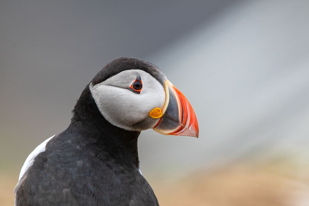 Puffin pictured at The Wick on Skomer Island