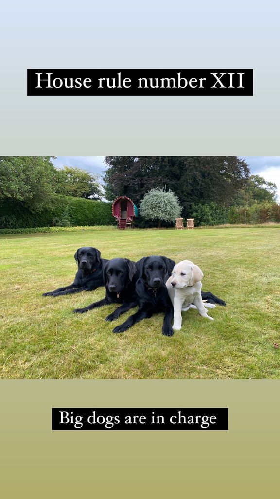 large grass area in garden with three black labradors and one cream Labrador 