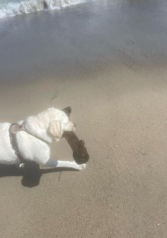 A dog walking by the sea with a large stick in its mouth