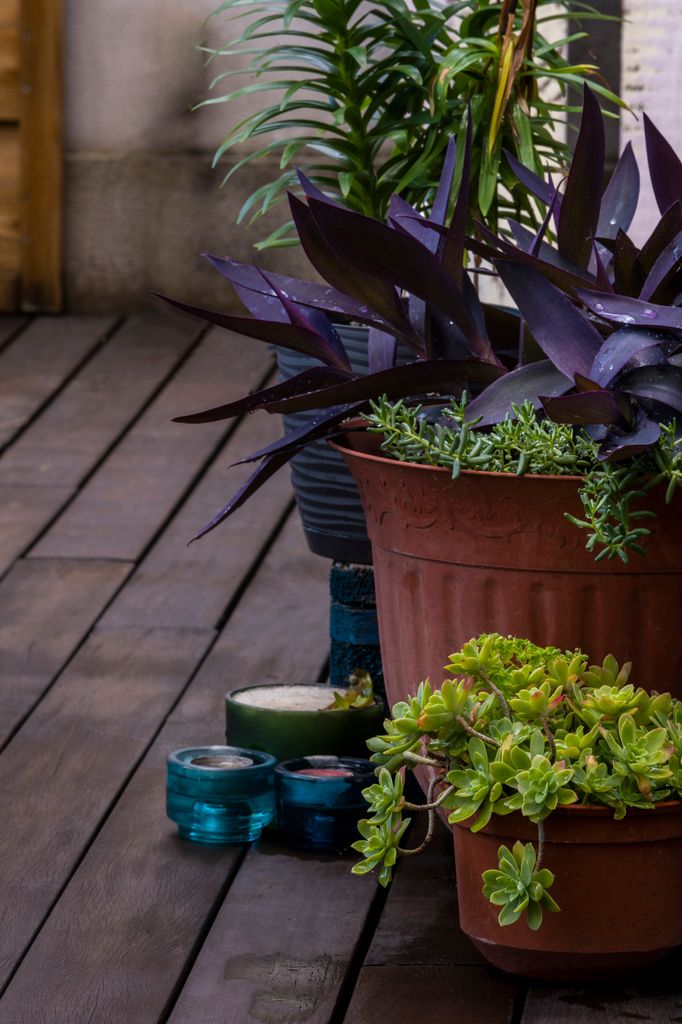 Tradescantia pallida y sedum palmeri.