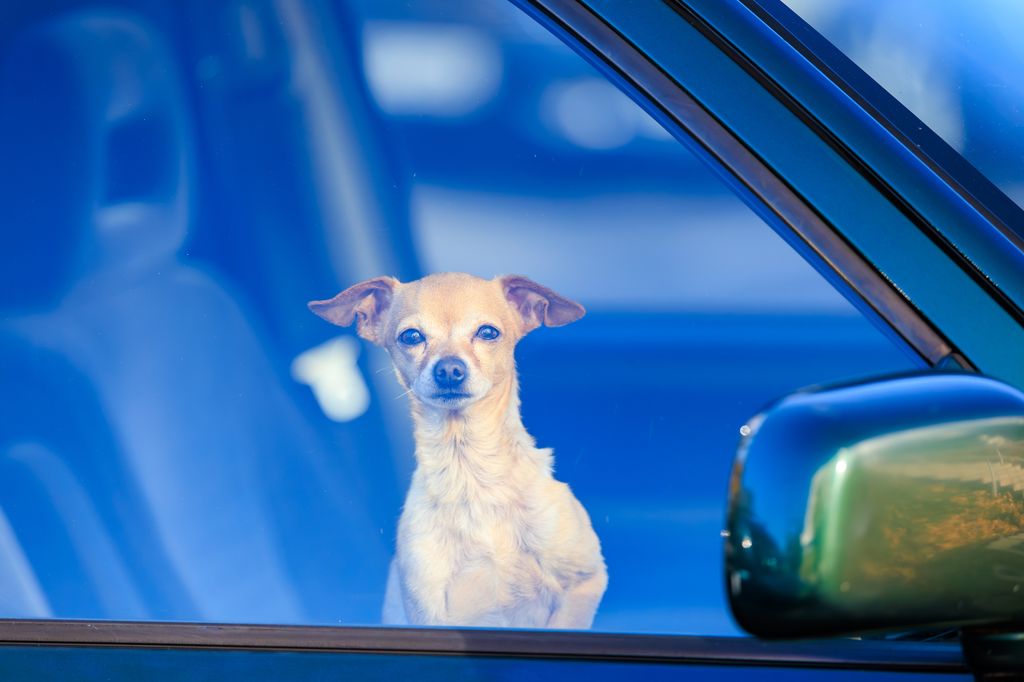 A small tan dog gazes out from inside a parked car through the window