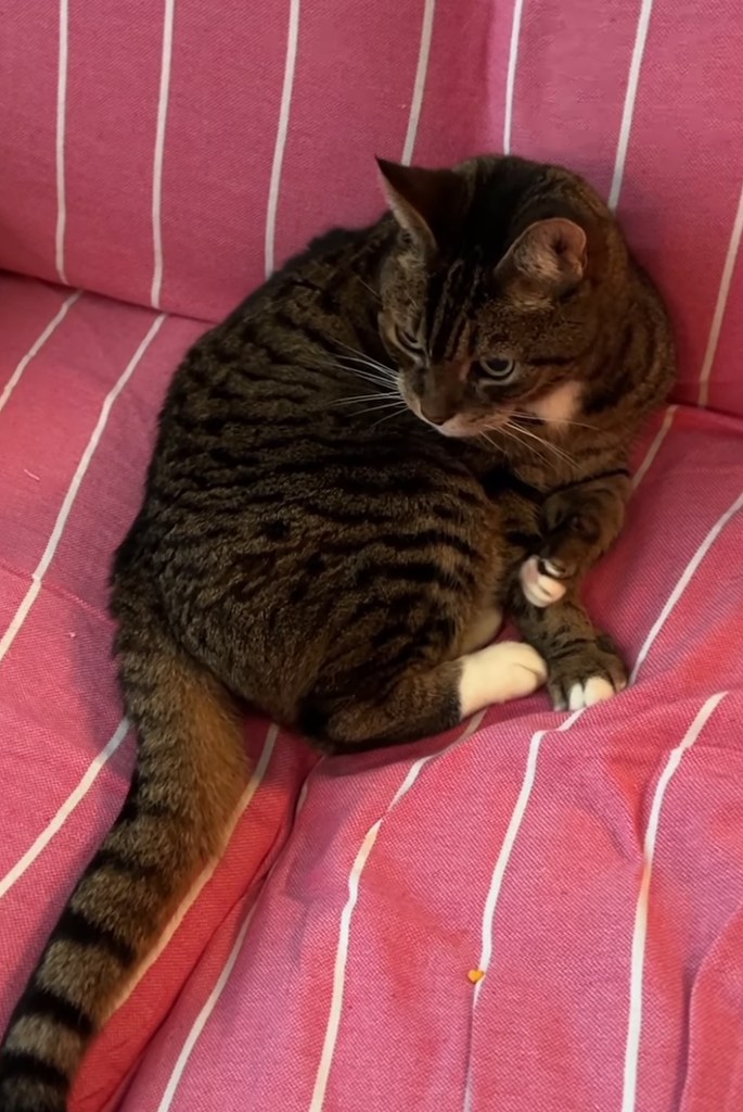 Anthony and Claudio's cat Max