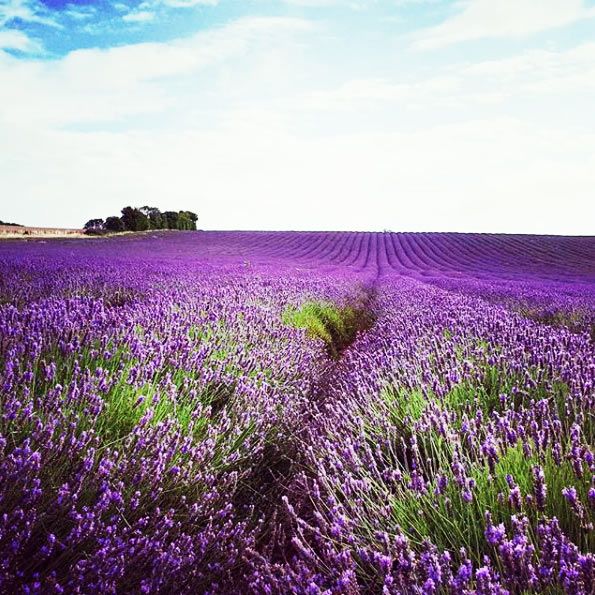 Hitchin lavender fields