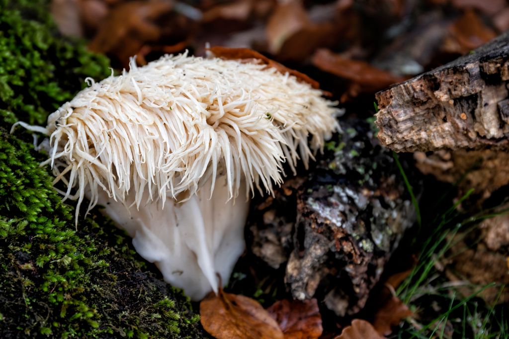 Lion's mane mushroom (Hericium erinaceus)