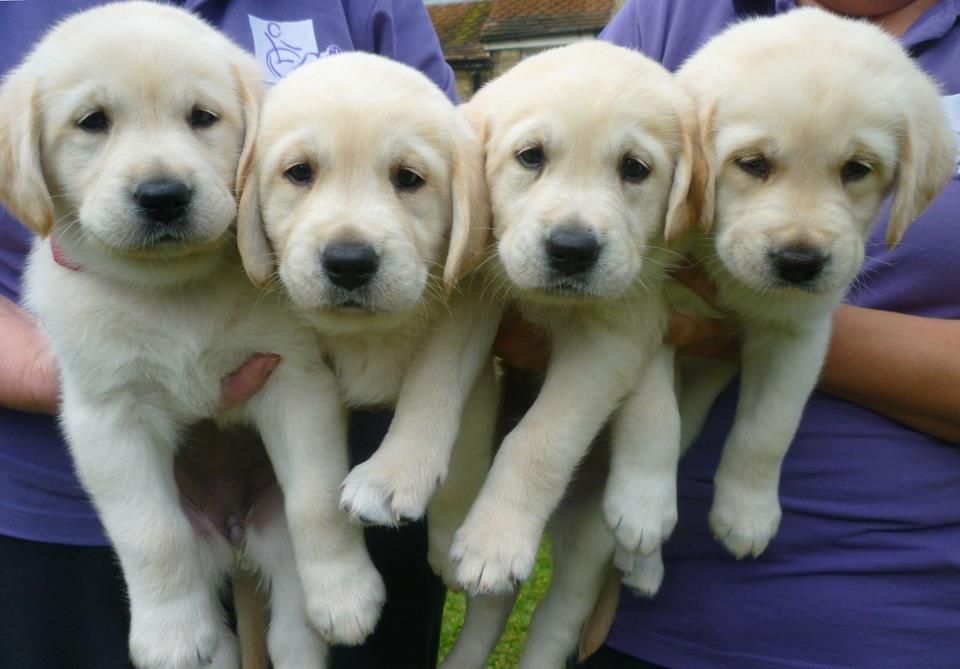 Four labrador puppies