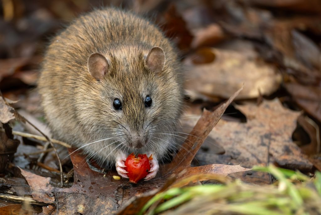 Brown rat (Rattus norvegicus) eats a rose hip.