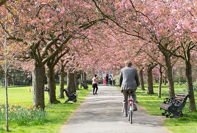 cherry blossoms greenwich park