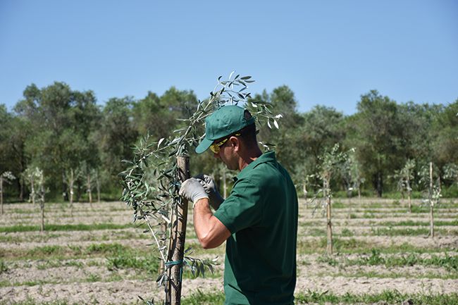 Olive trees being tended to in Tuscany