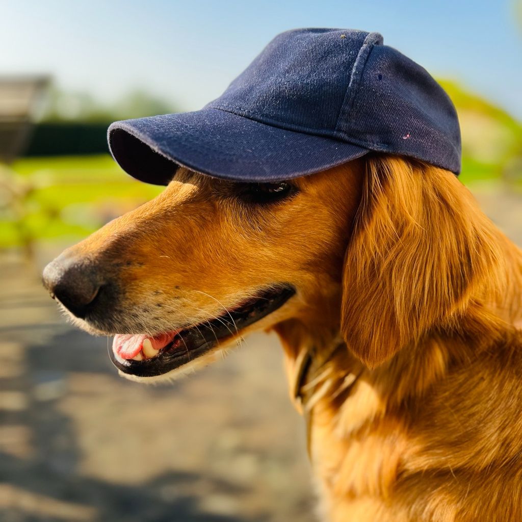 James shared a sweet photo of one of his family pooches