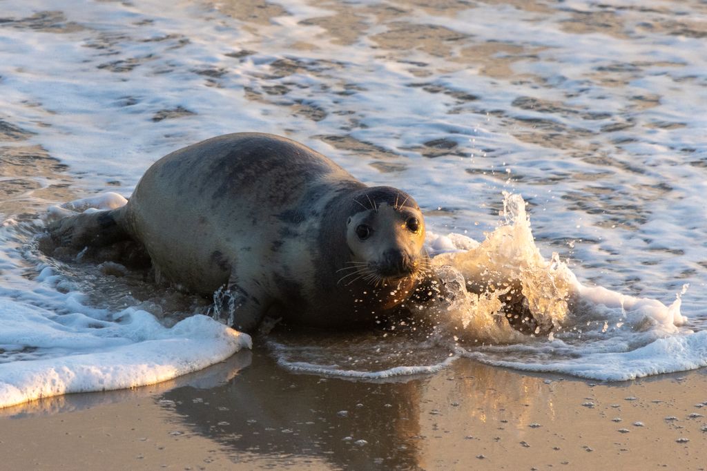Seals are sometimes referred to as dogs-of-the-sea.