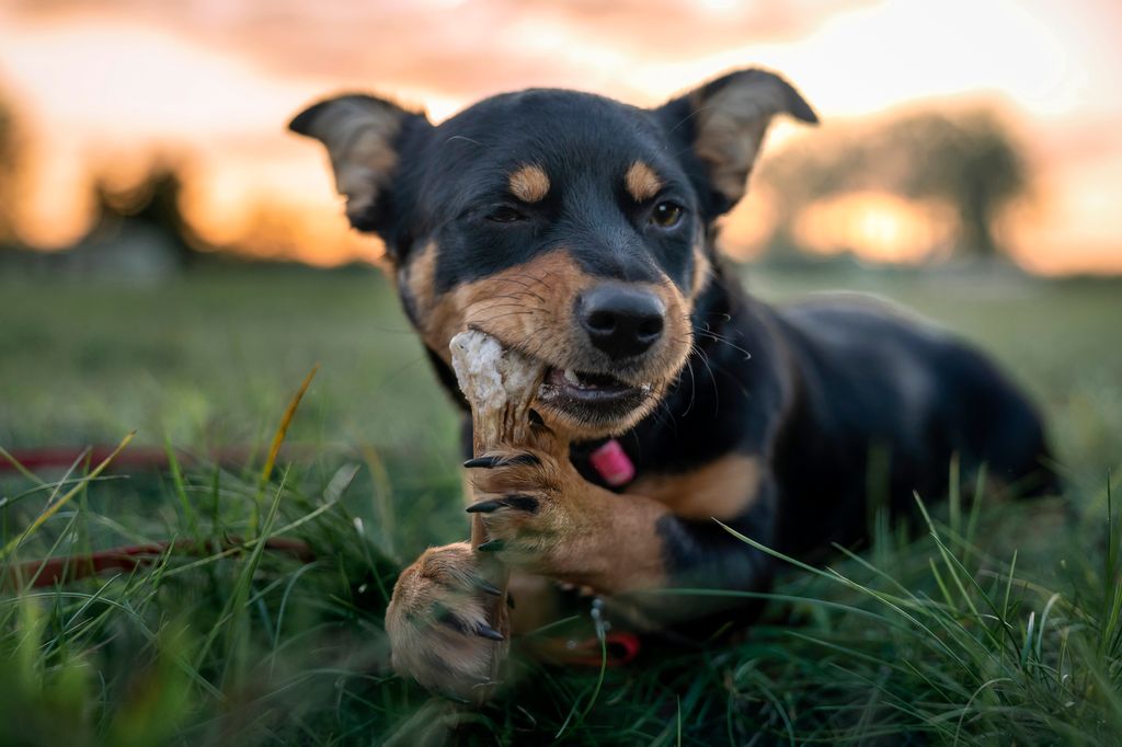 The young pooch is lying on the grass and has a bone between his paws, which he is biting. Outdoor photo